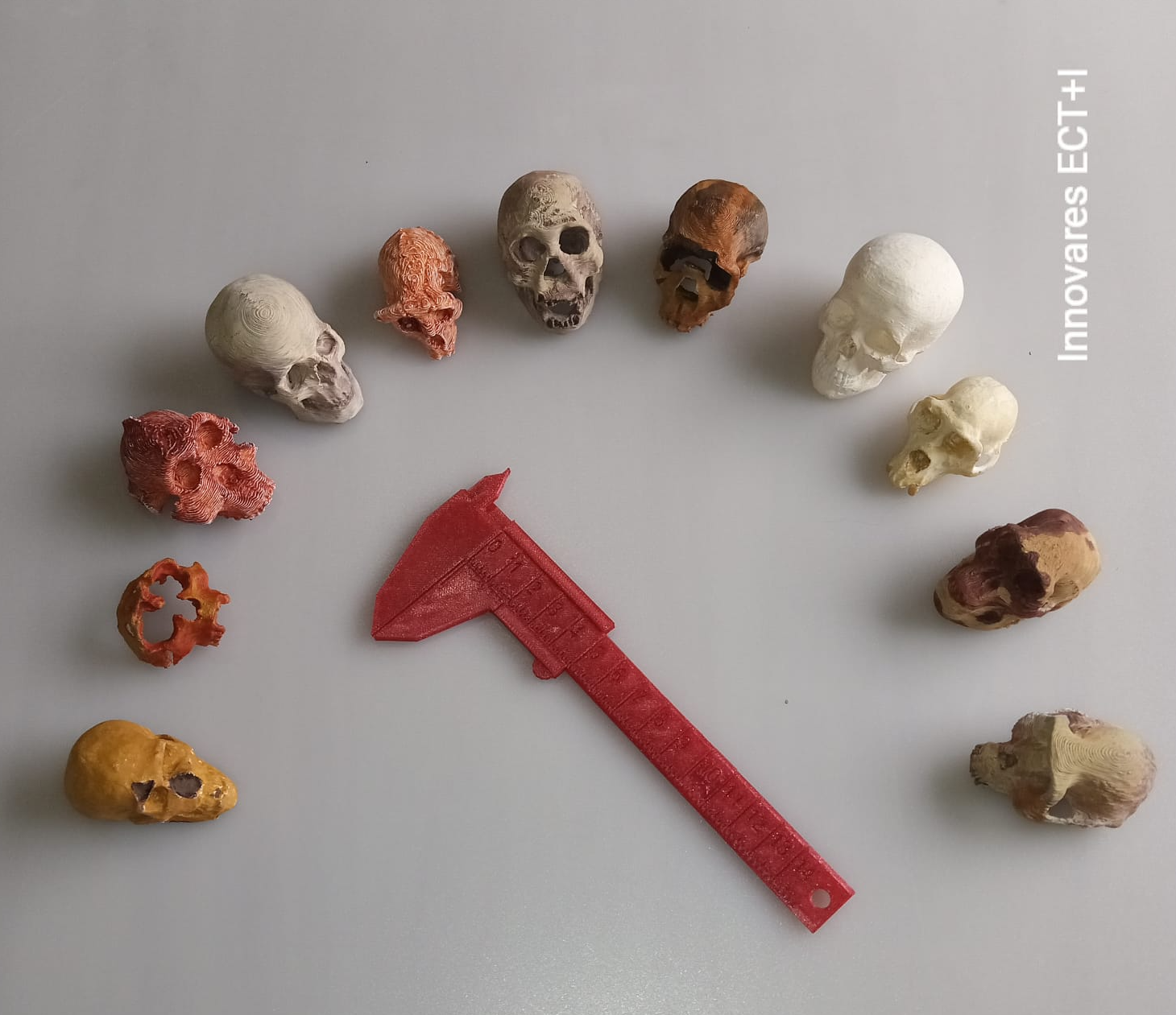 Laboratorio STEM Adaptaciones Evolutivas Cráneos