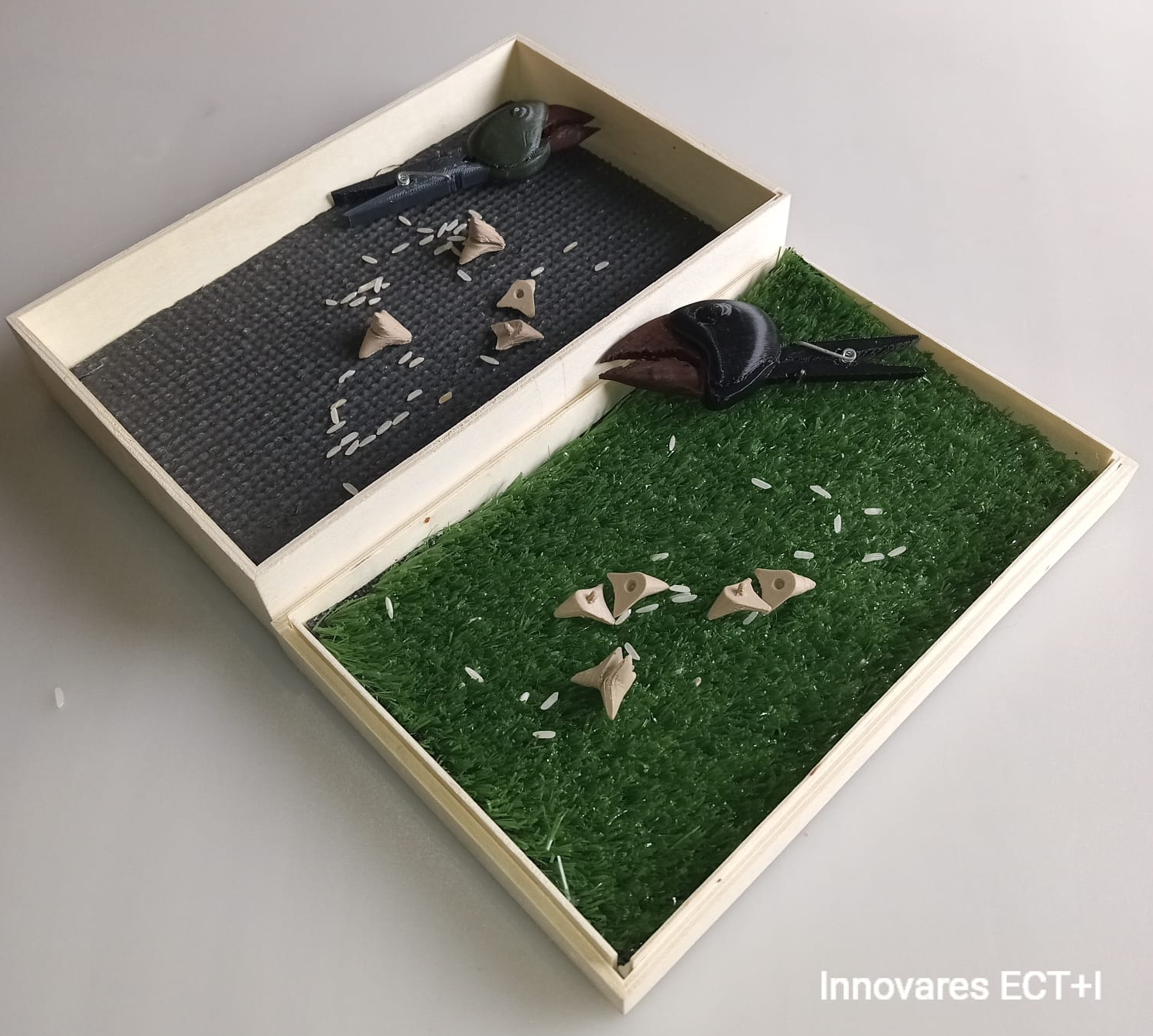 Laboratorio STEM Adaptaciones evolutivas Pinzones